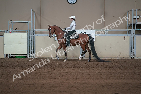 2019 Morgan Horse Show - Sept 01, 2019 - 06959