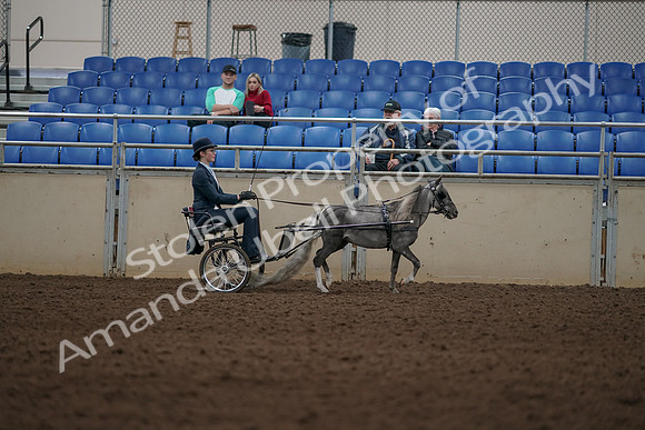 2019 Morgan Horse Show - Aug 31, 2019 - 04427