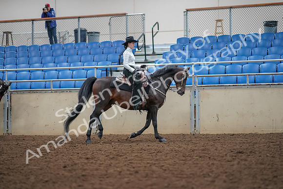2019 Morgan Horse Show - Aug 30, 2019 - 16949