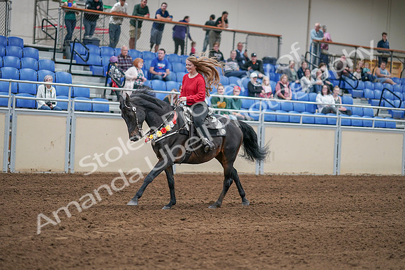 2020 - AB Morgan Horse - Sat, Sept 05 - 10455