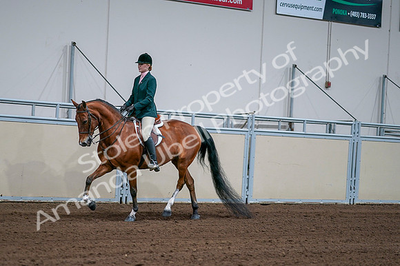 2020 - AB Morgan Horse - Fri, Sept 04 - 01585