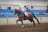 2019 Morgan Horse Show - Sept 01, 2019 - 07391