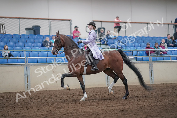 2019 Morgan Horse Show - Sept 01, 2019 - 07391