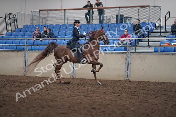 2019 Morgan Horse Show - Aug 31, 2019 - 20683