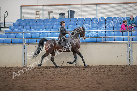 2019 Morgan Horse Show - Aug 30, 2019 - 28230