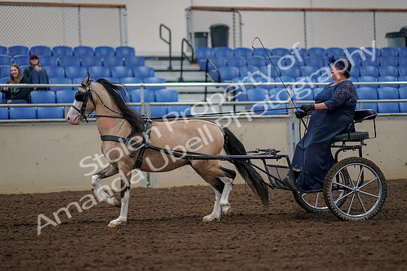 2019 Morgan Horse Show - Aug 30, 2019 - 13218