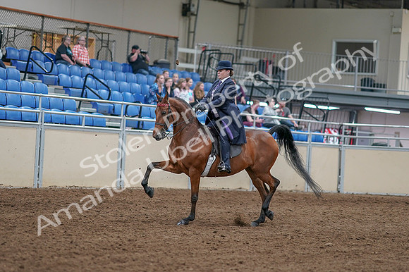 2020 - AB Morgan Horse - Fri, Sept 04 - 11204