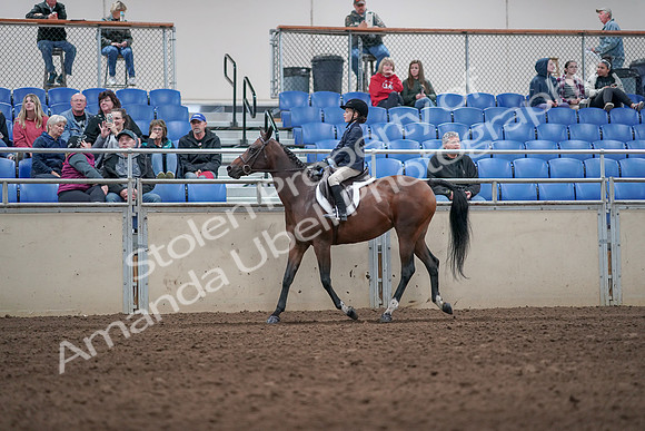 2019 Morgan Horse Show - Aug 31, 2019 - 19550