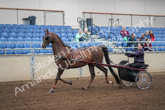 2019 Morgan Horse Show - Aug 30, 2019 - 13070
