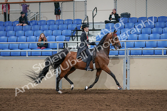 2020 - AB Morgan Horse - Sat, Sept 05 - 06767
