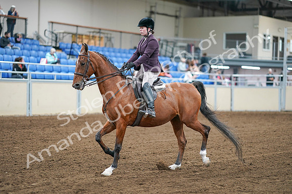 2020 - AB Morgan Horse - Fri, Sept 04 - 02221