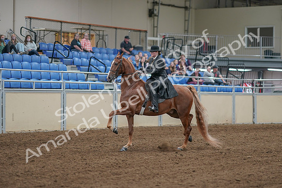 2020 - AB Morgan Horse - Fri, Sept 04 - 11238