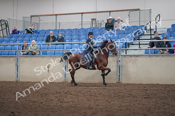 2019 Morgan Horse Show - Aug 31, 2019 - 09533