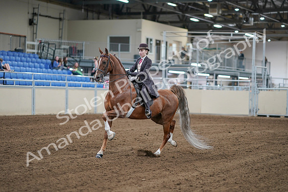 2020 - AB Morgan Horse - Sat, Sept 05 - 06152