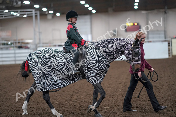 2019 Morgan Horse Show - Aug 31, 2019 - 10019