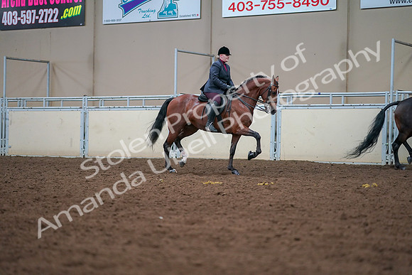 2019 Morgan Horse Show - Aug 30, 2019 - 20862