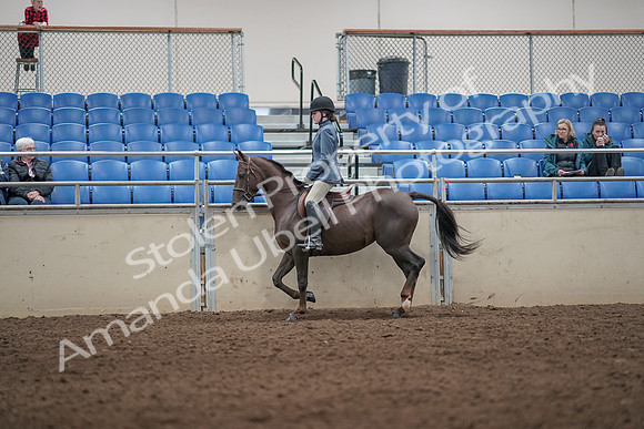 2019 Morgan Horse Show - Aug 31, 2019 - 07196
