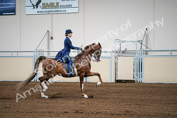 2020 - AB Morgan Horse - Sat, Sept 05 - 06332