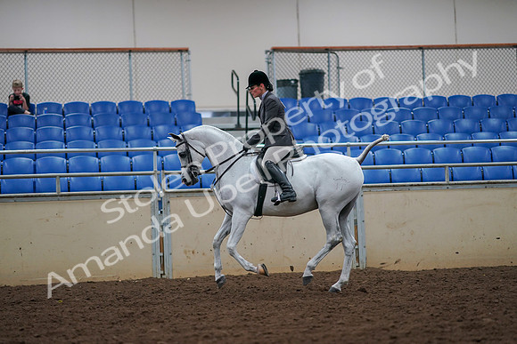 2019 Morgan Horse Show - Aug 30, 2019 - 17452