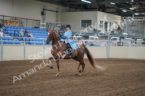 2020 - AB Morgan Horse - Sat, Sept 05 - 06121