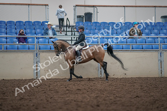 2019 Morgan Horse Show - Aug 31, 2019 - 15035