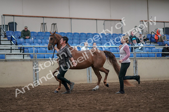 2019 Morgan Horse Show - Aug 31, 2019 - 03629
