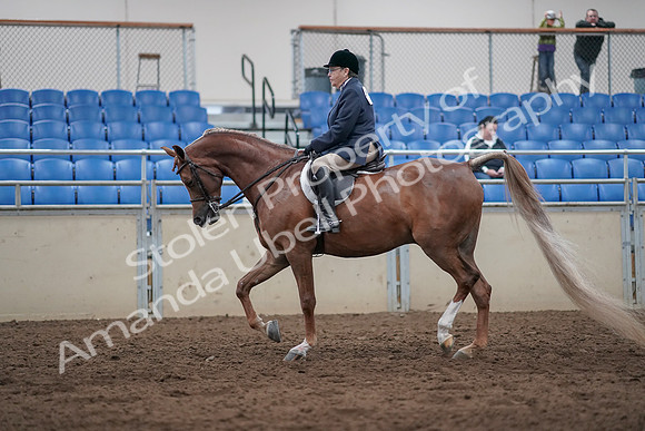 2019 Morgan Horse Show - Sept 01, 2019 - 08612