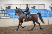 2019 Morgan Horse Show - Aug 30, 2019 - 27859