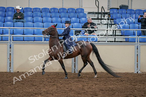 2020 - AB Morgan Horse - Sun, Sept 06 - 07699