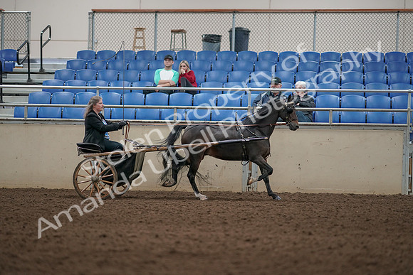 2019 Morgan Horse Show - Aug 31, 2019 - 04473