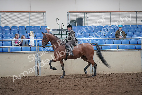 2019 Morgan Horse Show - Aug 31, 2019 - 15011