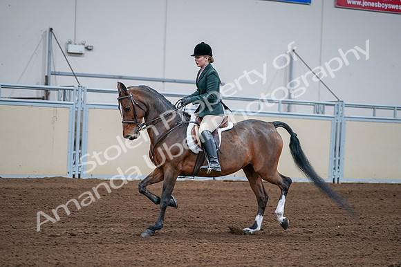 2020 - AB Morgan Horse - Fri, Sept 04 - 01704