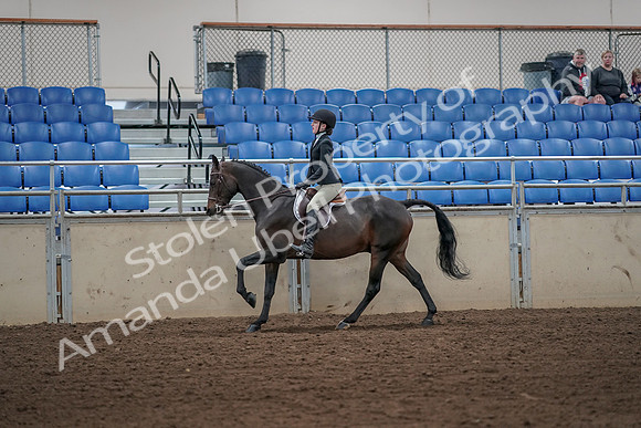 2019 Morgan Horse Show - Aug 31, 2019 - 05093