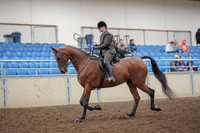 2019 Morgan Horse Show - Aug 30, 2019 - 29207