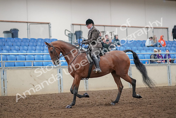 2019 Morgan Horse Show - Aug 30, 2019 - 29207