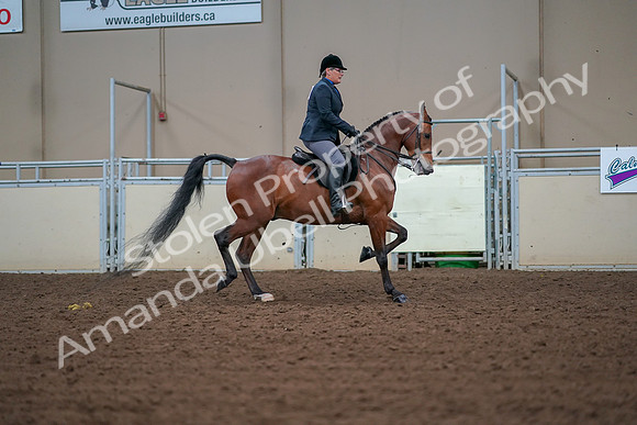 2019 Morgan Horse Show - Aug 30, 2019 - 20733