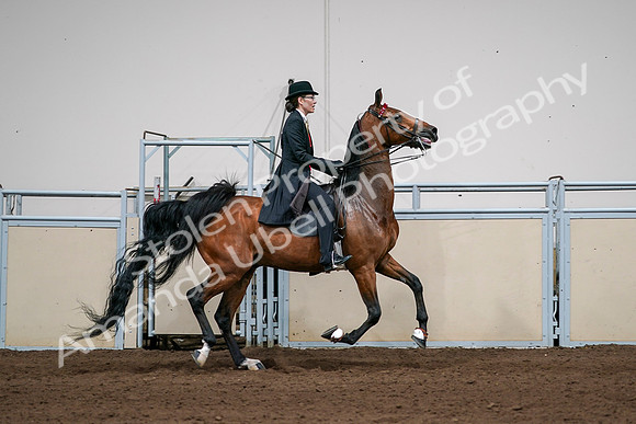 2020 - AB Morgan Horse - Sat, Sept 05 - 06848