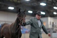 2019 Morgan Horse Show - Aug 31, 2019 - 02845