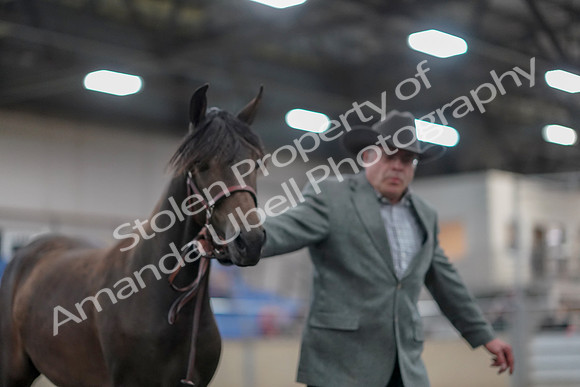 2019 Morgan Horse Show - Aug 31, 2019 - 02845