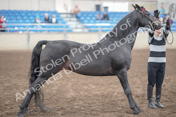 2019 Morgan Horse Show - Aug 31, 2019 - 00914