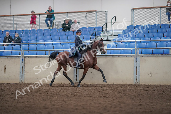 2019 Morgan Horse Show - Aug 31, 2019 - 08866
