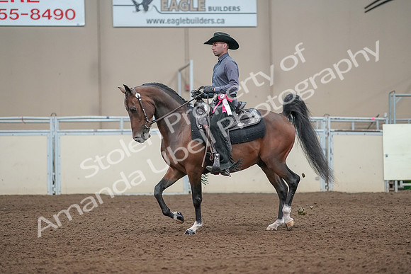 2019 Morgan Horse Show - Aug 31, 2019 - 06276