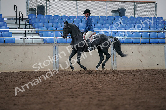 2019 Morgan Horse Show - Aug 30, 2019 - 18448