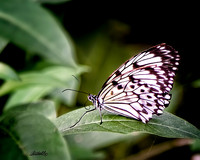 Insects - 006