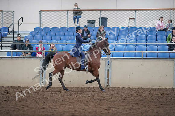 2019 Morgan Horse Show - Aug 31, 2019 - 09584