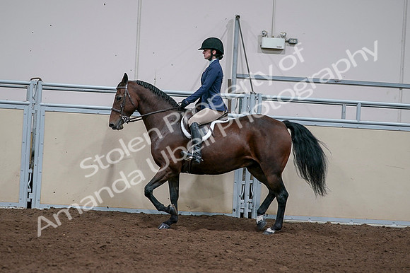 2020 - AB Morgan Horse - Fri, Sept 04 - 05926