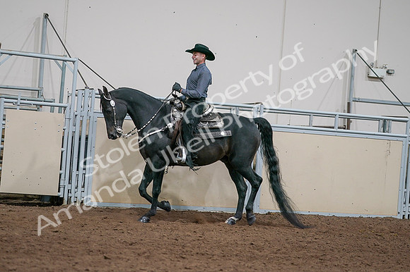 2020 - AB Morgan Horse - Fri, Sept 04 - 08534