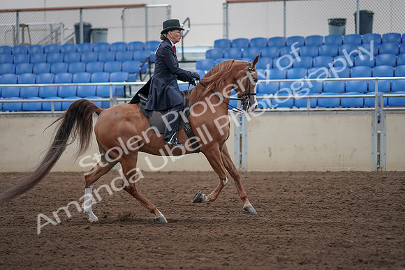 2019 Morgan Horse Show - Sept 01, 2019 - 12077