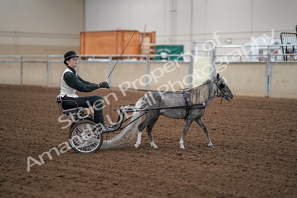 2019 Morgan Horse Show - Aug 30, 2019 - 13354