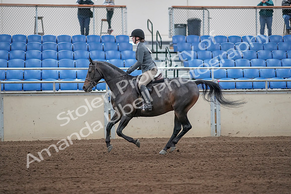 2019 Morgan Horse Show - Sept 01, 2019 - 11001